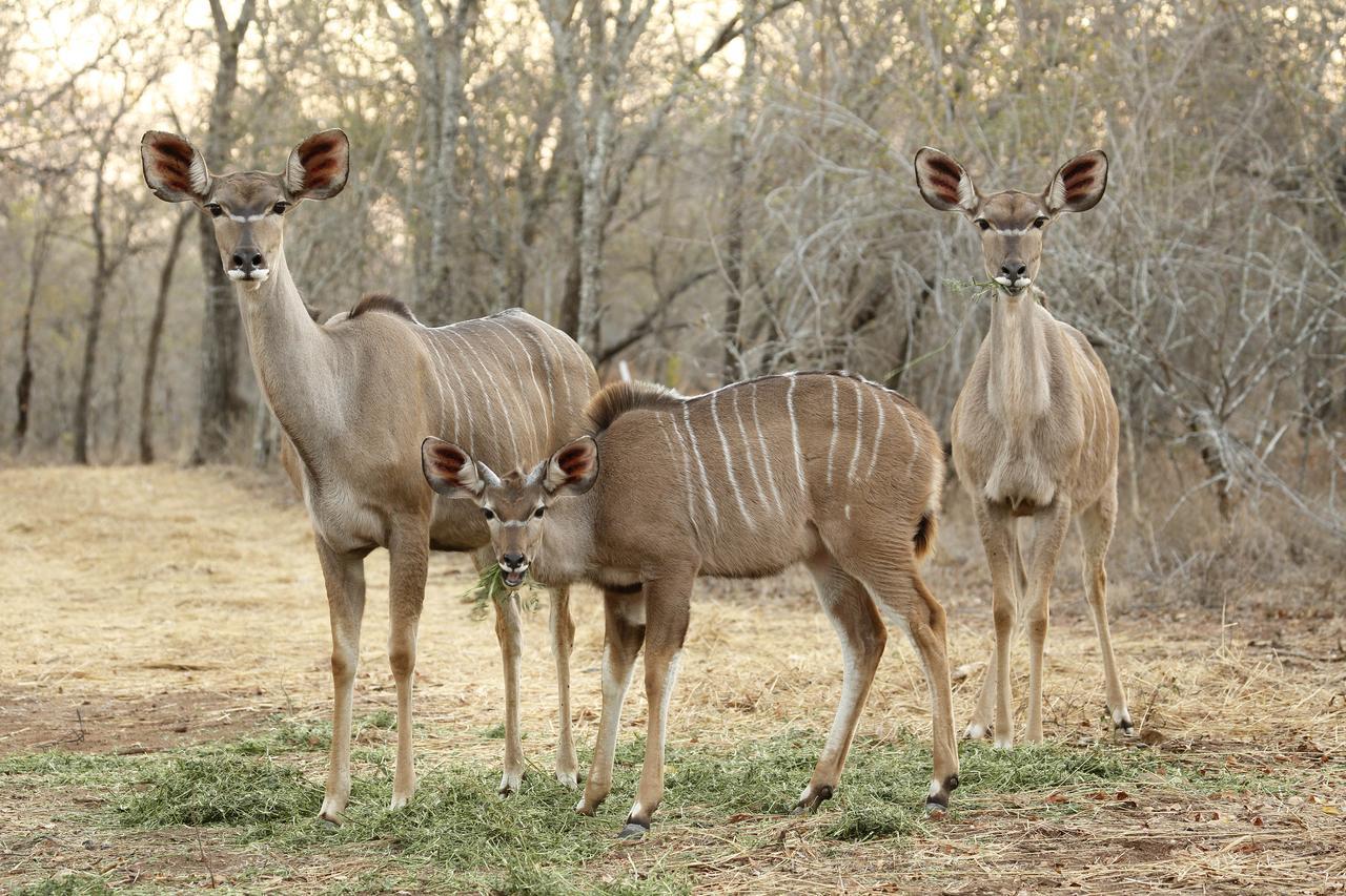 Tusk Bush Lodge Marloth Park Exterior photo