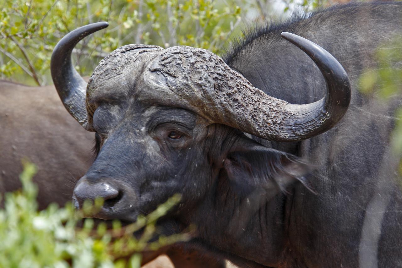 Tusk Bush Lodge Marloth Park Exterior photo