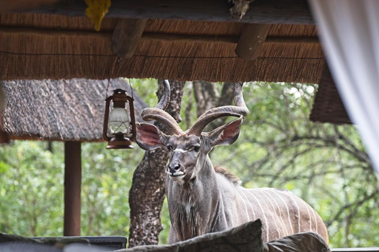 Tusk Bush Lodge Marloth Park Exterior photo