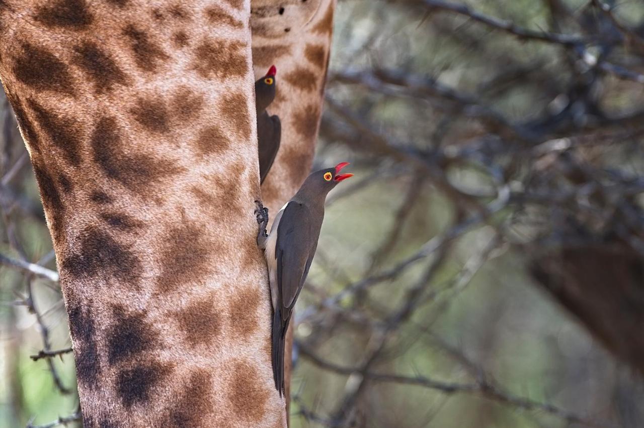 Tusk Bush Lodge Marloth Park Exterior photo