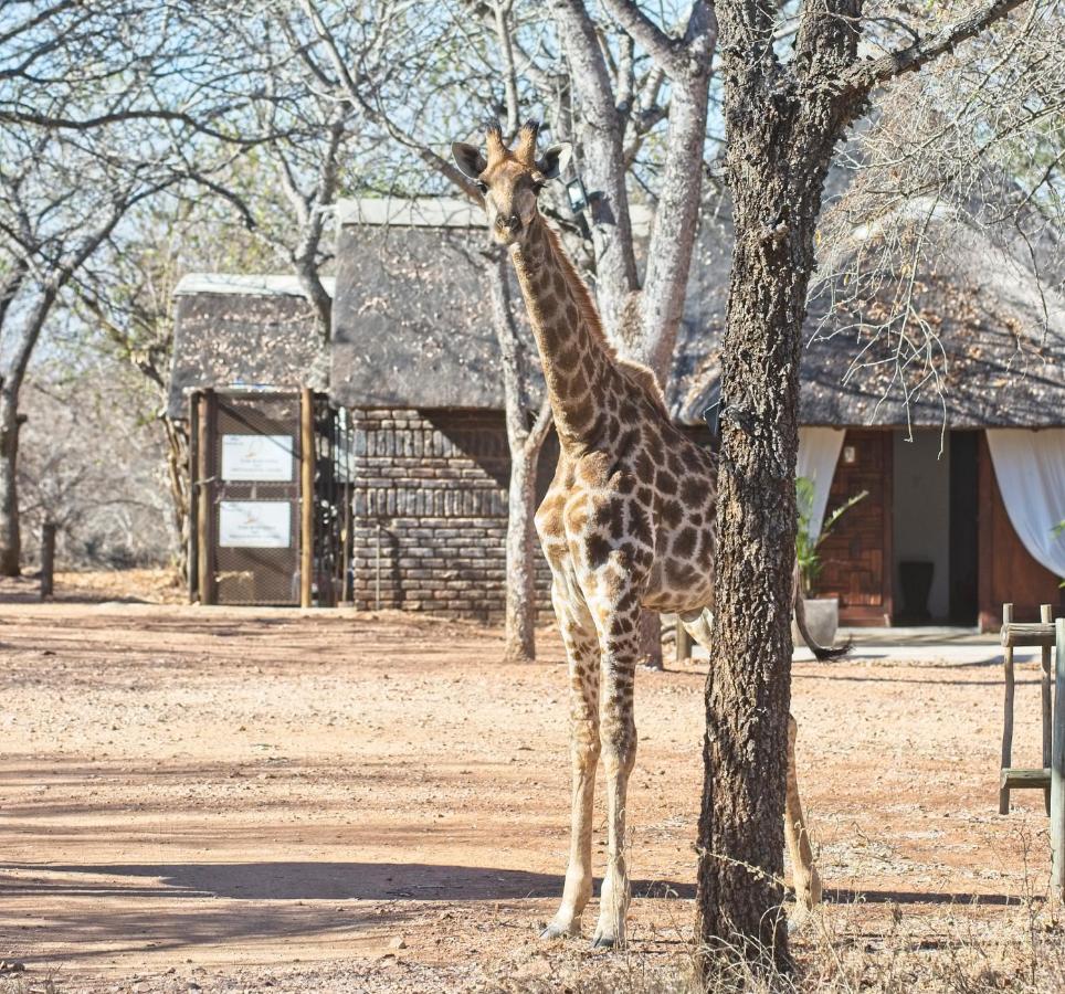 Tusk Bush Lodge Marloth Park Exterior photo